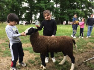 Read more about the article À la rencontre des moutons